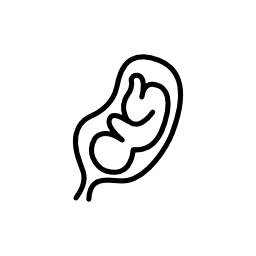 無料アイコン子宮内の胎児